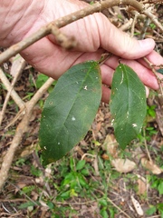Mallotus claoxyloides