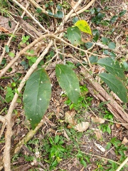 Mallotus claoxyloides
