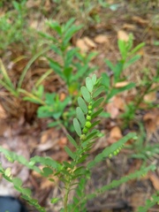 Phyllanthus stipulatus
