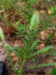 Phyllanthus stipulatus
