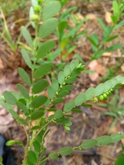 Phyllanthus stipulatus
