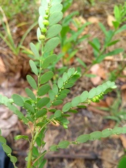 Phyllanthus stipulatus