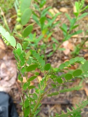Phyllanthus stipulatus