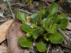 Viola cleistogamoides