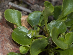 Viola cleistogamoides