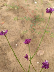 Polygala trichosperma