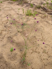 Polygala trichosperma