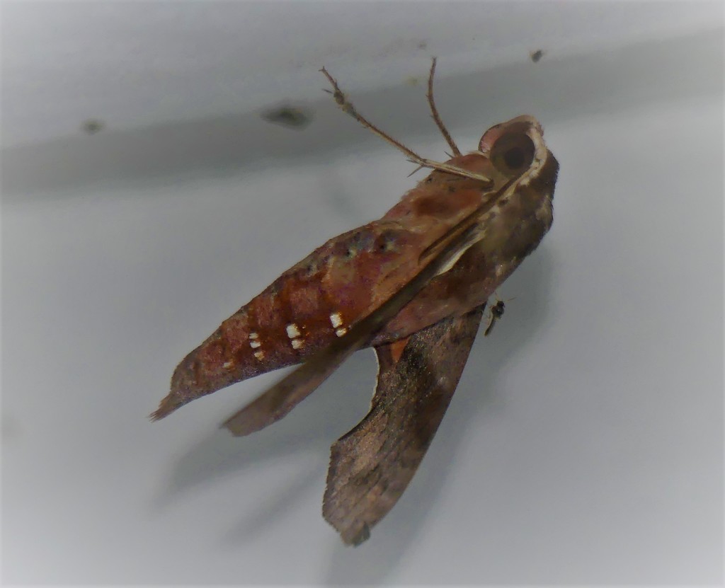 Hippotion brennus