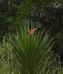Danaus plexippus