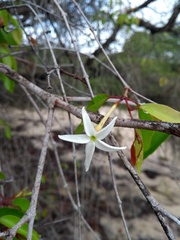 Hancornia speciosa