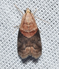 Acrobasis palliolella