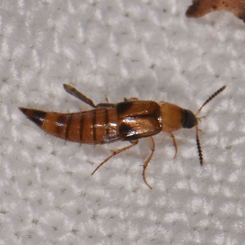 Lordithon facilis
