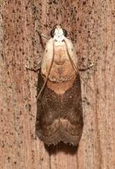 Acrobasis palliolella