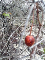 Hancornia speciosa