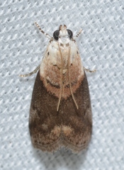 Acrobasis palliolella
