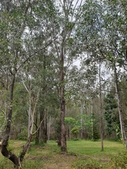 Eucalyptus moluccana