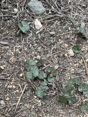 Sidalcea calycosa rhizomata