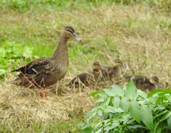 Anas superciliosa × platyrhynchos
