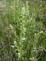 Myosotis verna