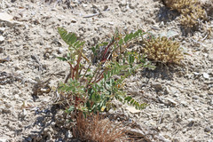 Astragalus eremiticus