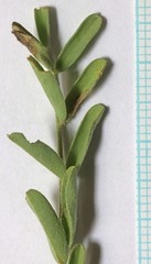 Astragalus eremiticus