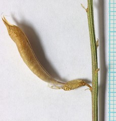 Astragalus eremiticus