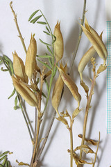 Astragalus eremiticus
