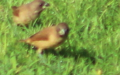 Estrildidae