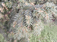 Taxus baccata