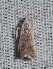 Acrobasis tumidulella