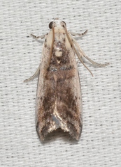 Acrobasis tumidulella