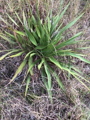 Yucca rupicola