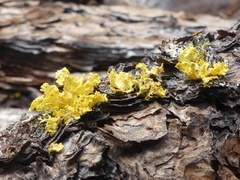 Vulpicida canadensis