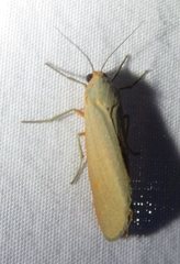 Pygarctia abdominalis