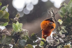 Loxops coccineus