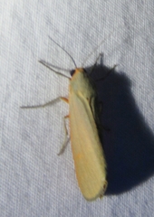 Pygarctia abdominalis
