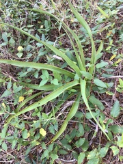 Yucca rupicola