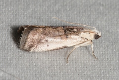 Acrobasis tumidulella