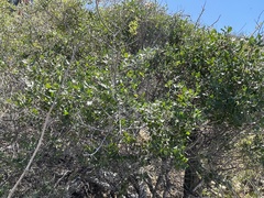 Diospyros intricata