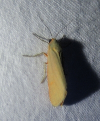 Pygarctia abdominalis