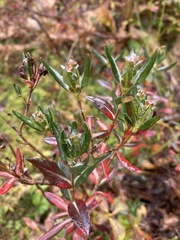 Kalmia microphylla occidentalis