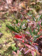 Kalmia microphylla occidentalis