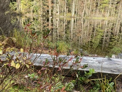 Kalmia microphylla occidentalis