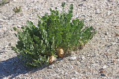 Astragalus megacarpus