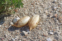Astragalus megacarpus