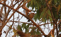 Hylophilus amaurocephalus