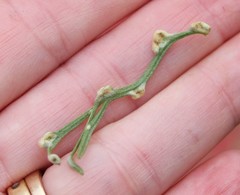 Aceria paracalifornica