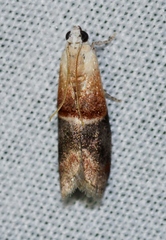Acrobasis demotella