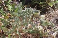 Astragalus newberryi castoreus