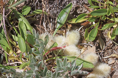 Astragalus newberryi castoreus